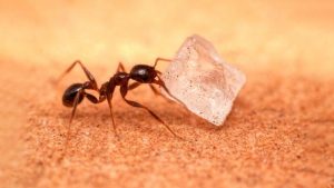 Ant SEO: From Sugar Ants to Carpenter Ants – Targeting Specific Infestations