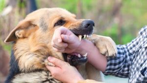 What a Kansas City Personal Injury Lawyer Can Do After a Dog Attack